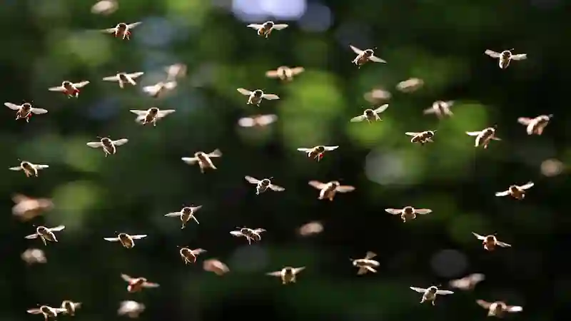 A simulation built using data from honeybees suggests that large locust swarms, like the one pictured here, could produce as much electricity as a storm cloud. JOHN CARNEMOLLA/GETTY