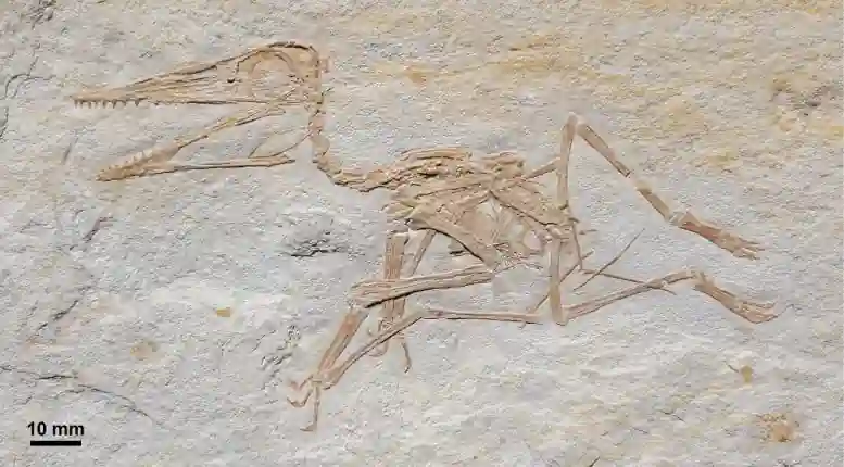 Pterodactylus antiquus, DMA-JP-2014/004, Painten'in Üst Jura (Kimmeridgian) Torleite Formasyonu'ndan; genel bakış fotoğrafı. Kredi: Augustin ve ark.